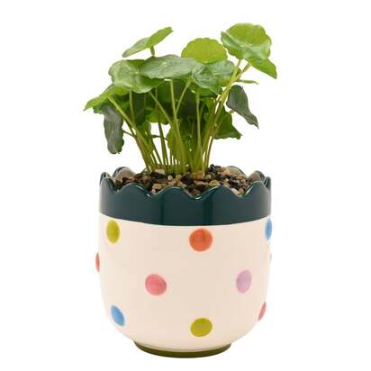 Raspberry Blossom Artificial Bobble Plant Pot