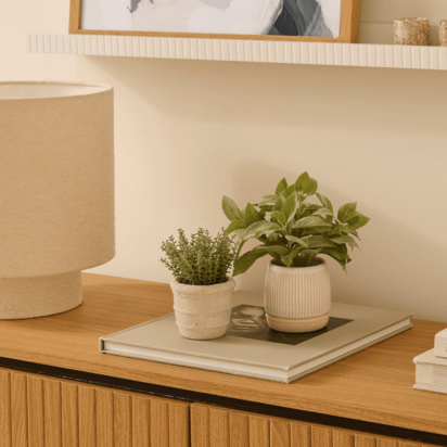 Kew 14cm Sarcandra In Paper Mache Pot
