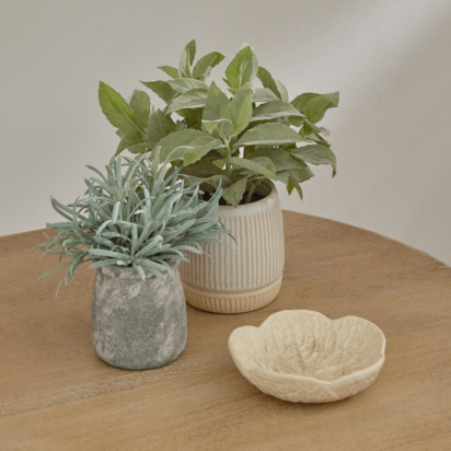 Kew 17cm Acorus Calamus In Ceramic Pot