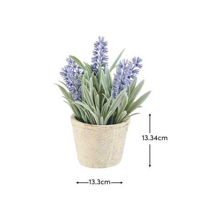 Kew Lavender Plant in Cement Pot - 18cm