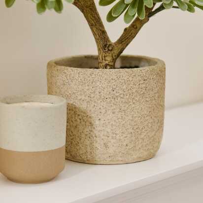 Kew Succulent in Cement Pot - 40cm