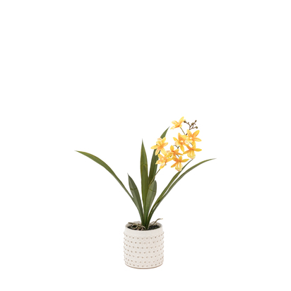 Elmdale Orange in White Ceramic Dot Pot