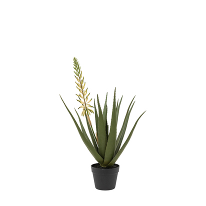 Rivington Potted Plant with White Flower