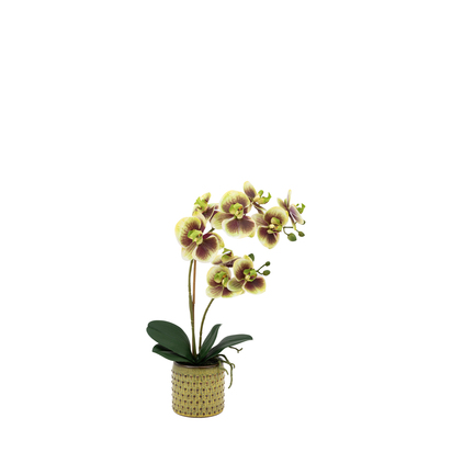 Elmdale Multicolour in Moss Ceramic Dot Pot