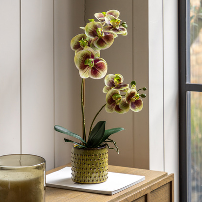 Elmdale Multicolour in Moss Ceramic Dot Pot