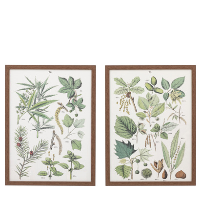 Botanist Framed Art Set of 2