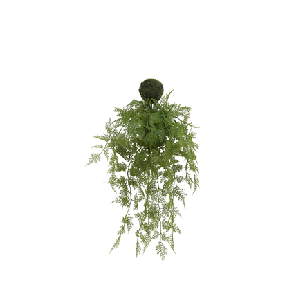 Ashford Wood Fern in Soil Green L610mm