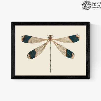 British Dragonfly A3 (29.7 x 42cm) Frame Black Medium (22mm) 