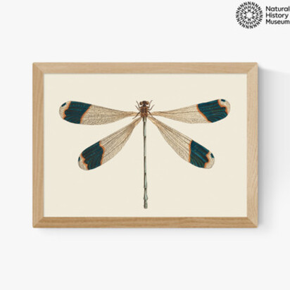 British Dragonfly A3 (29.7 x 42cm) Frame Black Medium (22mm) 