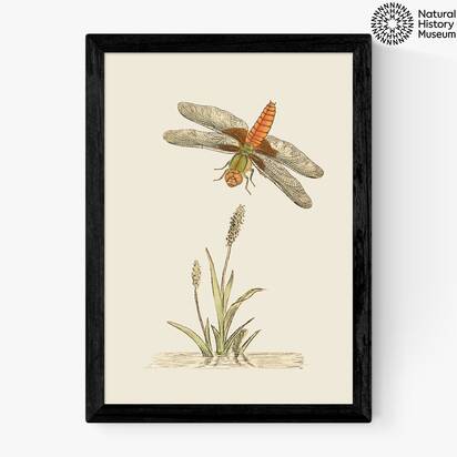 British Dragonfly and Reeds A3 (29.7 x 42cm) Frame Black Medium (22mm) 