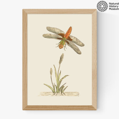 British Dragonfly and Reeds A3 (29.7 x 42cm) Frame Black Medium (22mm) 