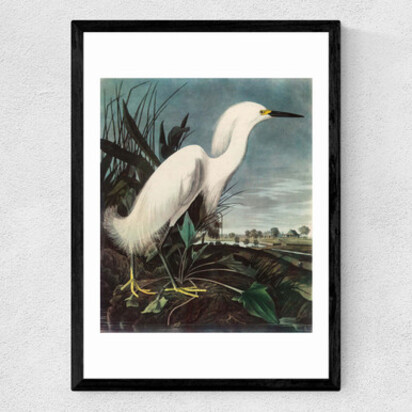 Snowy Egret by John James Audubon A1 (59.4 x 84.1cm) Frame Black Wide (35mm) 
