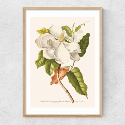 Magnolia by Aster A3 (29.7 x 42cm) Frame Natural Oak Narrow (15mm) 