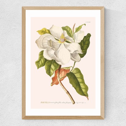 Magnolia by Aster A2 (42 x 59.4cm) Frame Natural Oak Medium (22mm) 