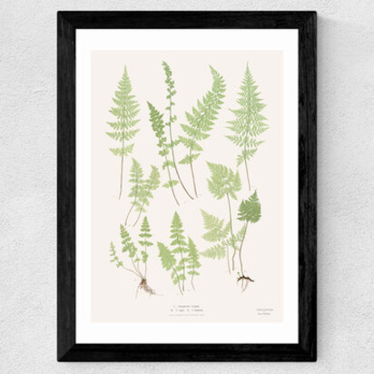 Ferns by Aster A3 (29.7 x 42cm) Frame Natural Oak Medium (22mm) 