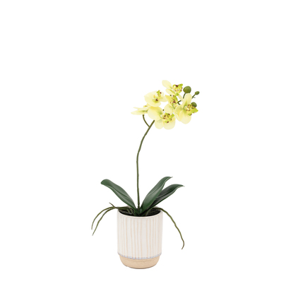 Elmdale Cream in Ribbed White Ceramic Pot  - Small