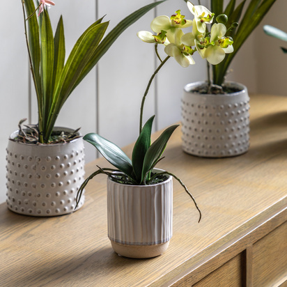 Elmdale Cream in Ribbed White Ceramic Pot  - Small