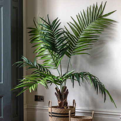 Hadley King Kentia Palm Tree 5ft  - Large