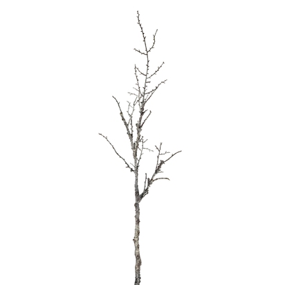 Snowy Winter Woodland Branch