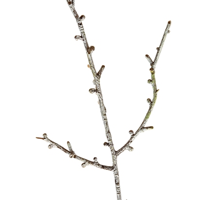 Snowy Winter Woodland Branch