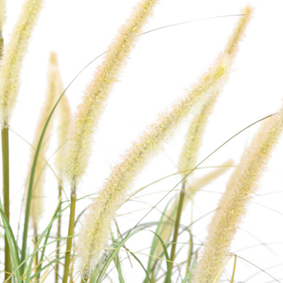 Hadley Grass with Cattail Seed Heads  - Large