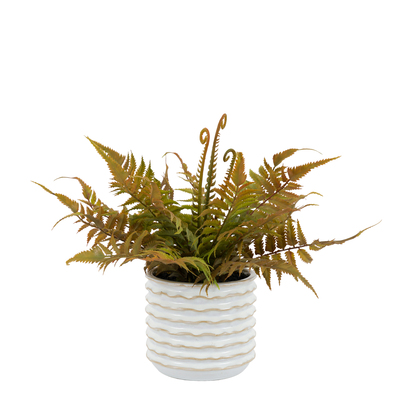Grasmere Faded Fern In Ceramic White Pot