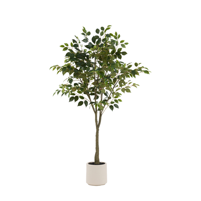 Chatsworth Ficus Tree