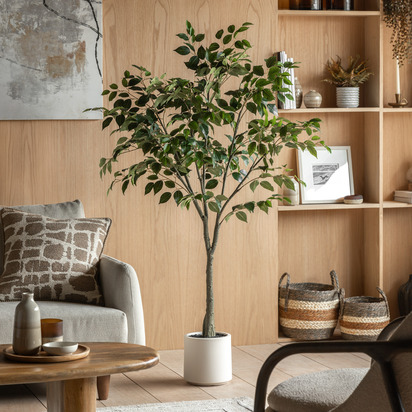 Chatsworth Ficus Tree