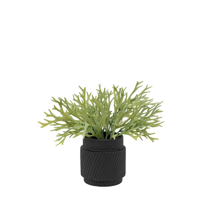 Faux Decorative Playycerium in Ceramic Pot Sage Green