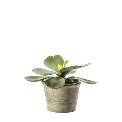Thea Pale Green