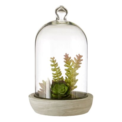 Kenarose Large Succulent Dome Cement Base
