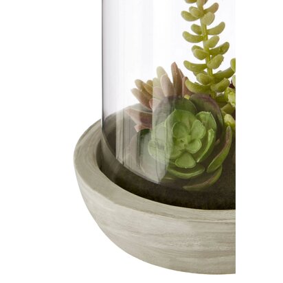 Kenarose Large Succulent Dome Cement Base