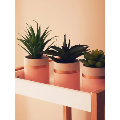 Kenarose Set of 3 Pink Pot Succulents