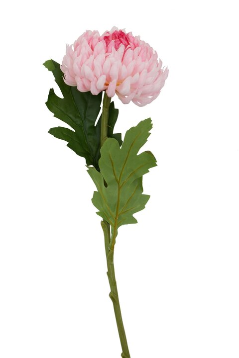 223520