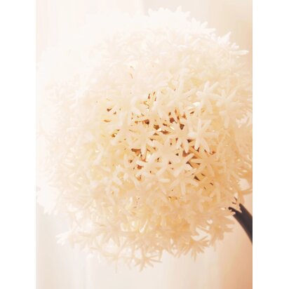 Kenarose Ivory Allium Flower Stem