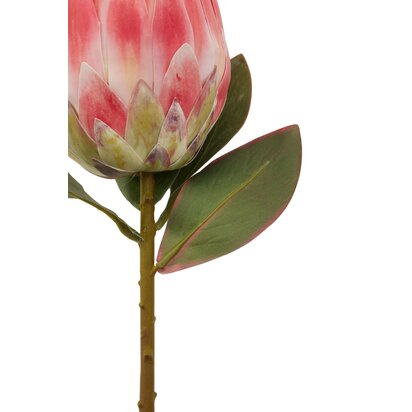 Kenarose Pink Protea Flower Stem
