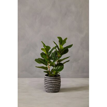 Kenarose Ficus Plant in a Pot